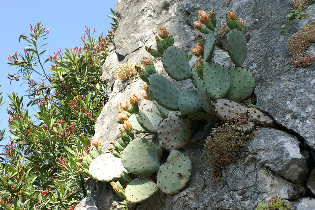 Kaktusfeige in der Blüte. ©UdoSm