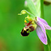 Ophrys apifera - Bee Orchid