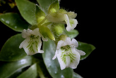 Lankesterella ceracifolia