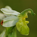 Ophrys apifera chlorantha - White Bee Orchid