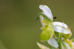 Ophrys apifera chlorantha - White Bee Orchid