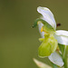 Ophrys apifera chlorantha - White Bee Orchid