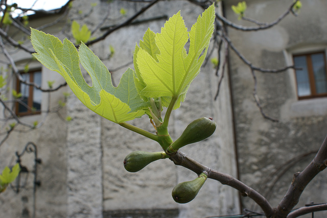 Feigenblüte und bald Frucht. ©UdoSm