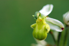 Ophrys apifera chlorantha - White Bee Orchid