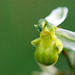 Ophrys apifera chlorantha - White Bee Orchid