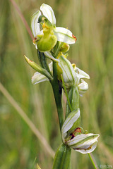 Ophrys apifera chlorantha - White Bee Orchid