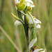 Ophrys apifera chlorantha - White Bee Orchid