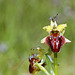 Ophrys sphegodes - Early Spider Orchid