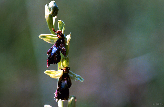 Ophrys insectifera - Fly Orchid