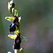 Ophrys insectifera - Fly Orchid