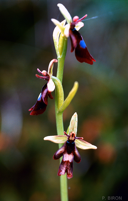 Ophrys insectifera - Fly Orchid