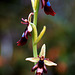 Ophrys insectifera - Fly Orchid Ophrys insectifera - Fly Orchid