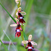 Ophrys insectifera - Fly Orchid