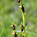 Ophrys insectifera - Fly Orchid