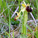 Ophrys sphegodes - early spider orchid