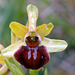 Ophrys sphegodes - early spider orchid