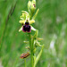 Ophrys sphegodes - early spider orchid