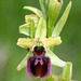 Ophrys sphegodes - early spider orchid