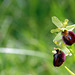 Ophrys sphegodes - Early Spider Orchid