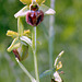 Ophrys sphegodes - Early Spider Orchid