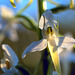 Platanthera bifolia - Lesser Butterfly Orchid