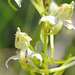 Platanthera chlorantha - Greater Butterfly-orchid