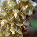 Neottia nidus-avis - Bird's Nest Orchid