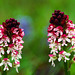 Neotinea ustulata - Burnt orchid