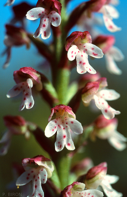 Neotinea ustulata - Burnt orchid