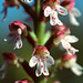 Neotinea ustulata - Burnt orchid