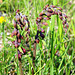 Epipactis atrorubens - Dark Red Helleborine