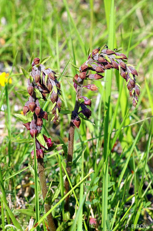 Epipactis atrorubens - Dark Red Helleborine