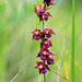 Epipactis atrorubens - Dark Red Helleborine