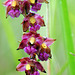 Epipactis atrorubens - Dark Red Helleborine