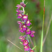 Epipactis atrorubens - Dark Red Helleborine