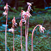 Epipogium aphyllum - Ghost Orchid