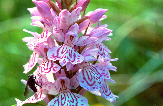 Dactylorhiza maculata - Heath Spotted-orchid Dactylorhiza maculata - Heath Spotted-orchid