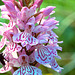 Dactylorhiza maculata - Heath Spotted-orchid