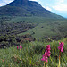 Orchidées face au Puy de Dôme