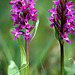 Orchis mascula - Early Purple Orchid