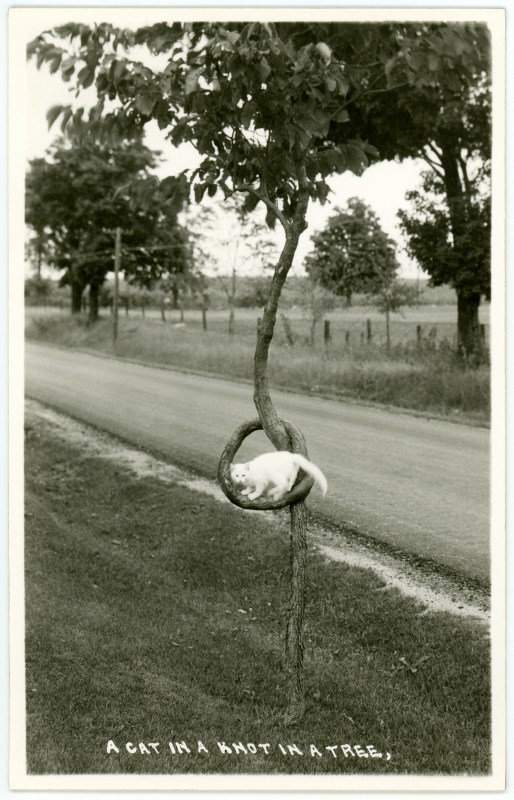 A Cat in a Knot in a Tree