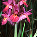 Dactylorhiza sambucina - Elder-flowered Orchid