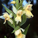 Dactylorhiza sambucina - Elder-flowered Orchid