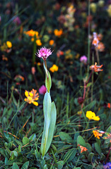 Traunsteinera globosa - Globe-flowered Orchid