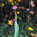 Traunsteinera globosa - Globe-flowered Orchid