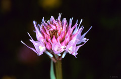 Traunsteinera globosa - Globe-flowered Orchid