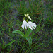 20090726-0283 Habenaria panchganiensis Santapau & Kapadia