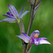 Limodorum abortivum - Violet Birdsnest Orchid