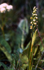 Pseudorchis albida - Small White Orchid