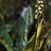 Pseudorchis albida - Small White Orchid